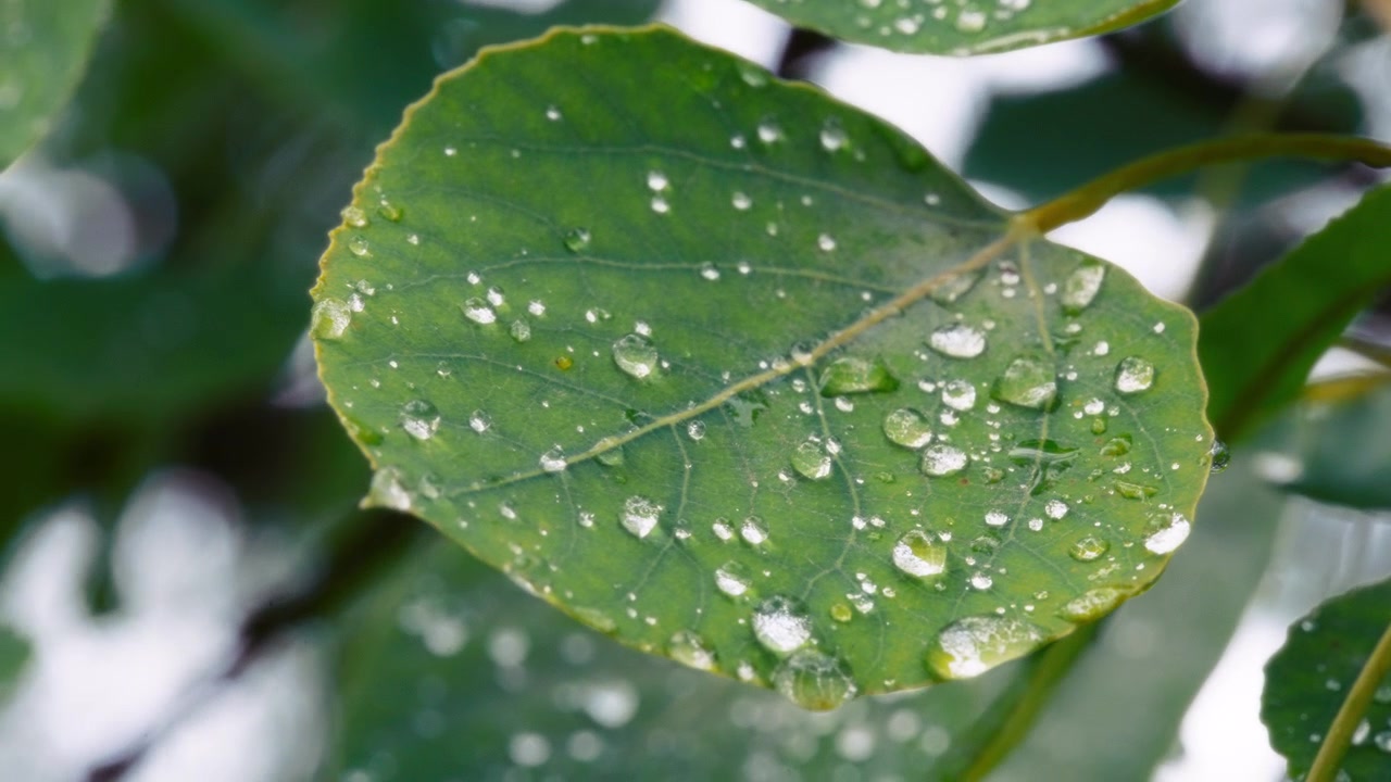 Gotas de agua sobre la gran hoja verde
