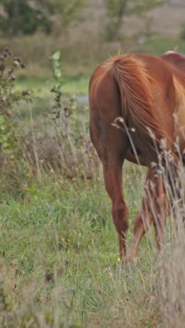 un hermoso caballo está comiendo hierba.
