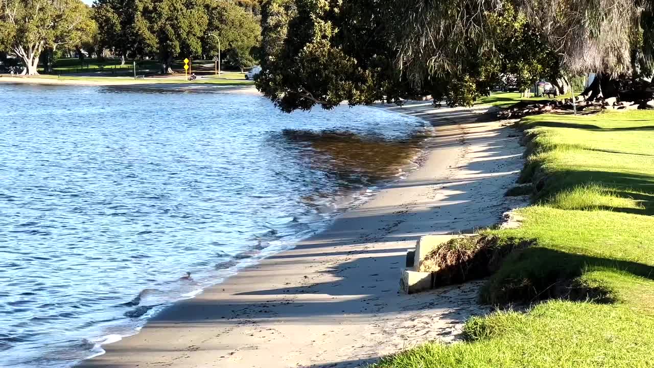 Sandiga stränder vid Swan River med gräsmatta vid Peppermint Grove, Perth, Western Australia.