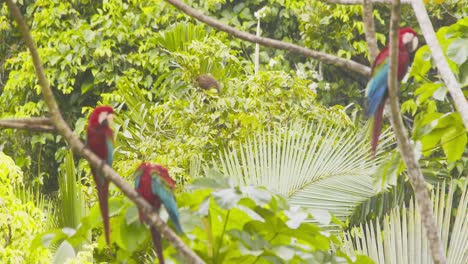 shifting focus from preening green winged macaws in foreground to active dusky titi monkeys feeding in the background in the peru rainforest