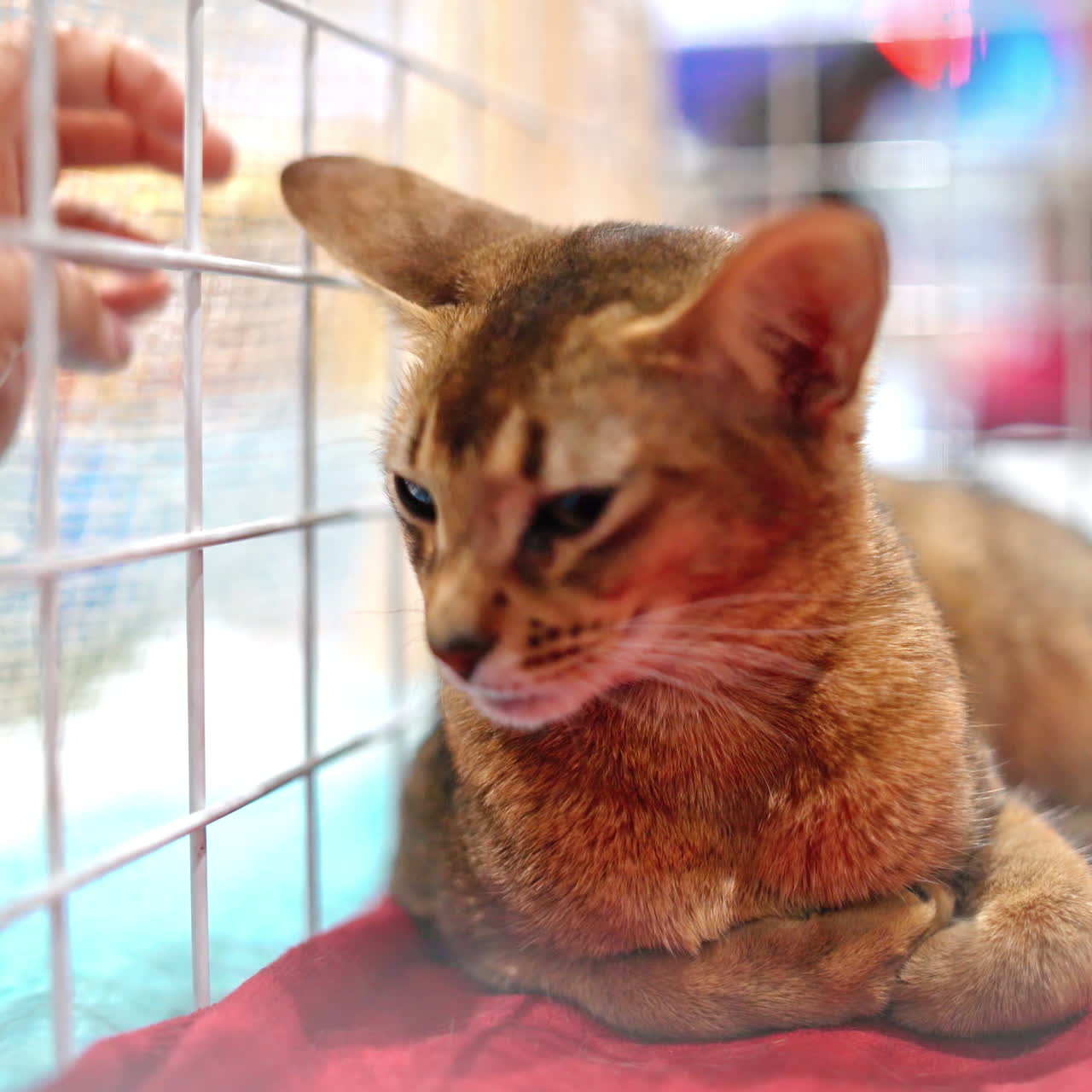 Cute abyssinian cat in a cage