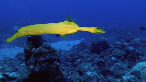 Close-up of a yellow trumpetfish gliding over a coral reef in Mauritius. Vivid marine life in clear tropical waters, ideal for biodiversity and underwater exploration themes.