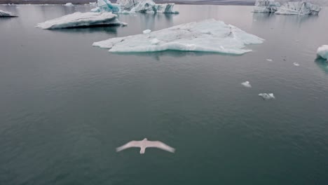 an enchanting aerial perspective captures a bird gracefully soaring above the iconic jökulsárlón glacier lagoon with icebergs in iceland