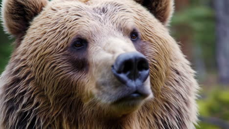 close-up of a brown bear