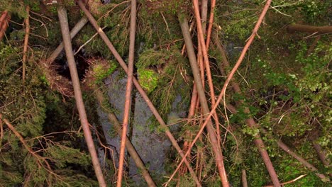 aerial view on storm consequences with fallen trees in the forest