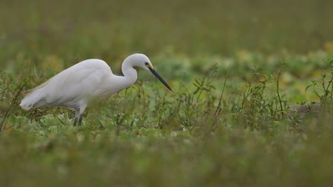 little egret fishing in wetland in morning