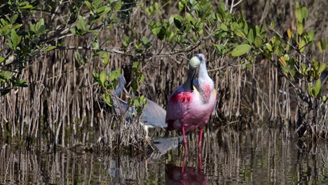 el cucharadito rosado limpiando las plumas mientras está de pie en el agua en la isla merrit, florida