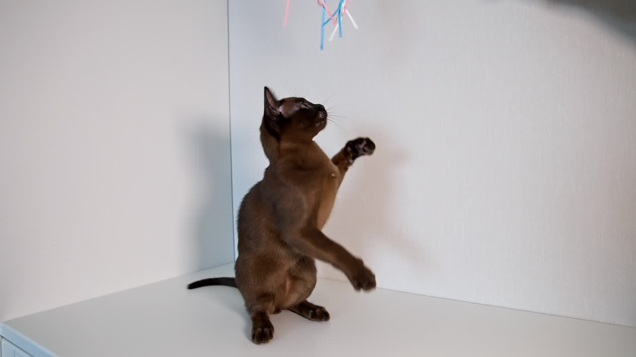 Adorable pet indoors. Purebred kitten playing with colorful ribbons. Amazing brown burmese cat playing at home.