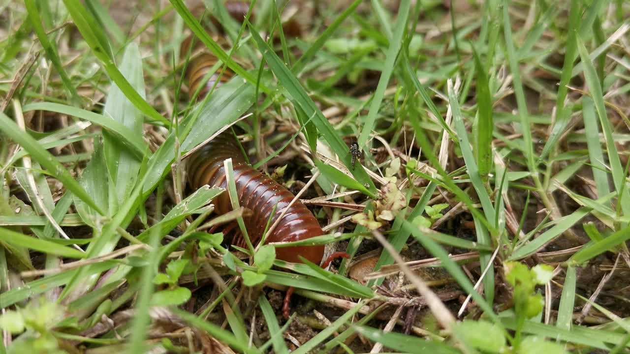 Plano aproximado em acompanhamento, um milípede Spirostreptida pode ser visto rastejando pelo chão, entre terra e grama, em busca de sustento.