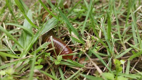 In-Der-Nahaufnahme-Ist-Ein-Spirostreptida-Tausendfüßler-Zu-Sehen,-Der-Auf-Der-Suche-Nach-Nahrung-über-Den-Boden-Zwischen-Erde-Und-Gras-Kriecht