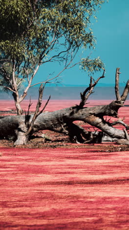 lago rosado en el oeste de australia