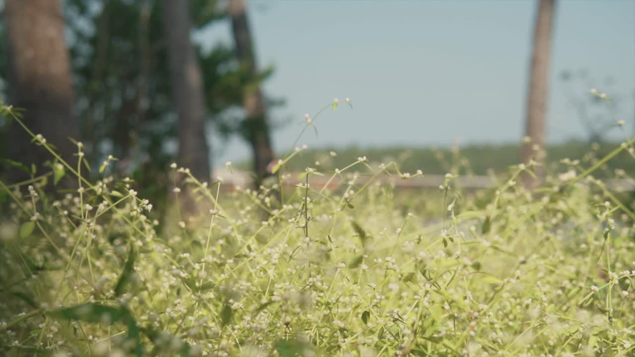 배경에 나무가 흐릿한 숲의 녹색과 노란색 야생 식물