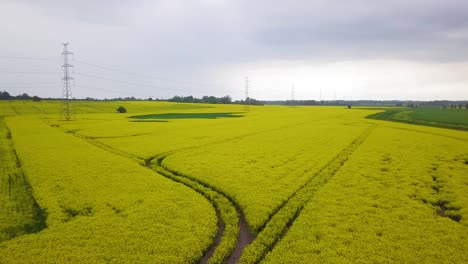 Luftüberführung-Blühendes-Rapsfeld,-Flug-über-üppige-Gelbe-Rapsblumen,-Idyllische-Bauernlandschaft-Mit-Hochspannungsleitung,-Bewölkter-Tag,-Breiter-Drohnenschuss,-Der-Sich-Vorwärts-Bewegt