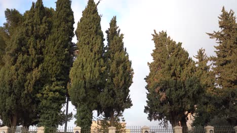 pine trees in bethlehem israel palestine