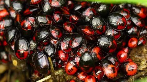 extremely closeup macro video of red and black stinkbug nymphs