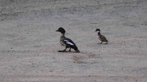 Common-goldeneye-female-and-chick-waddle-together,-slow-motion