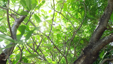 trees captured in cinematic footage slide to the left revealing the underside of the canopy of trees as sunlight goes through the thick branches and leaves