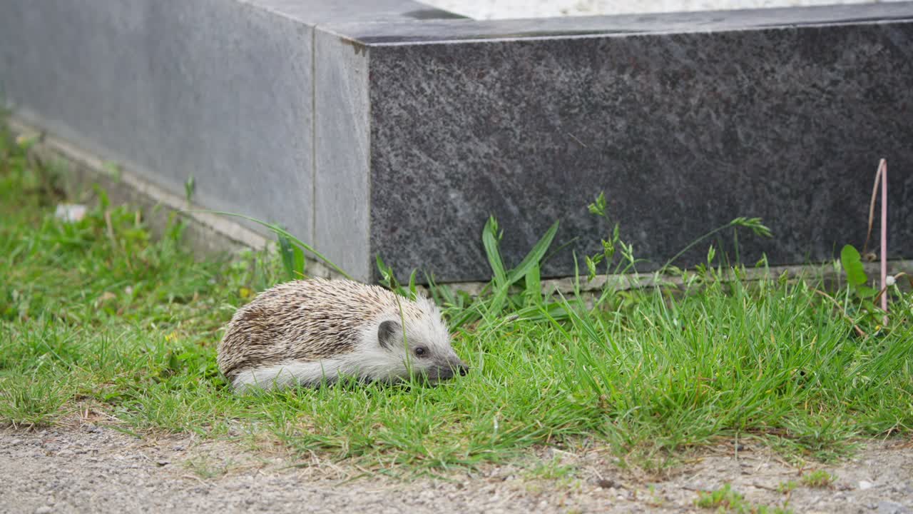 Un riccio esplora l'erba e la terra vicino alle pietre in un parco cittadino. L'animale si muove lentamente, alla ricerca di cibo. La vegetazione circonda l'area, catturando una tipica giornata nella natura urbana.