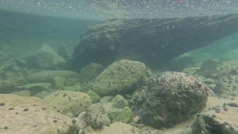 rock pools and underwater scenes in mornington peninsula