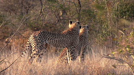guepardos juntos en la naturaleza a la altura de los ojos en un día soleado en áfrica