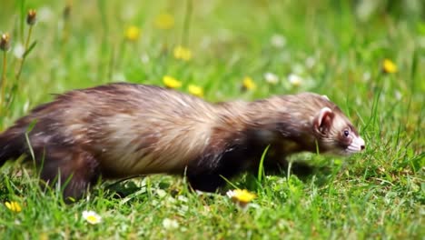 swift and agile ferret in motion: captivating moments of a playful animal exploring its natural green habitat with vibrant floral surroundings