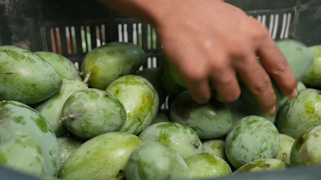 mangos verdes en una canasta