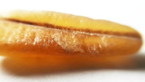 fossilized belemnite on white. macro close-up studio shot-2