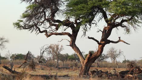 cropped static clip of a camel thorn tree on a still morning in khwai, botswana