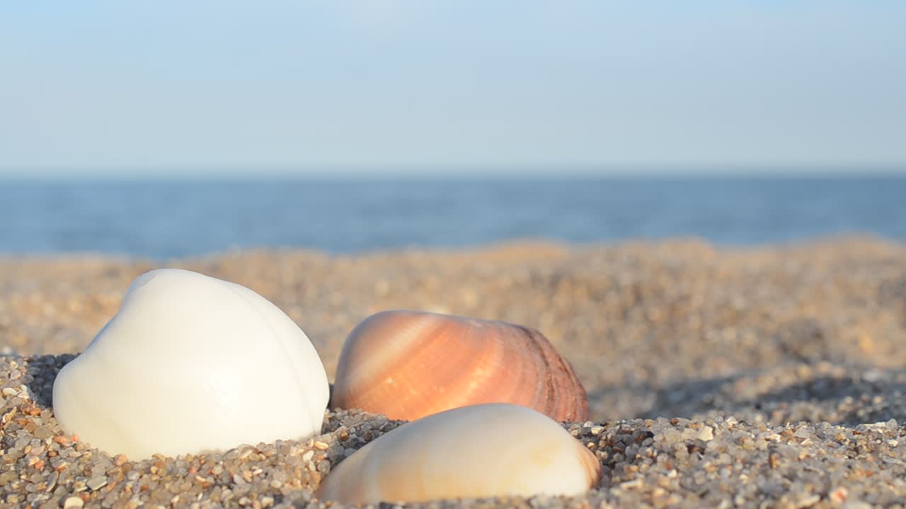 Sea cockleshells on the beach. Shooting on the beach