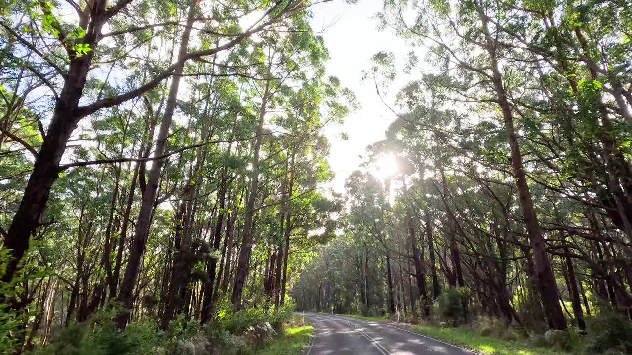 camino forestal iluminado por el sol con árboles altos