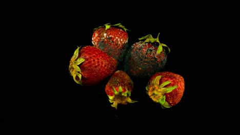 close up timelapse, strawberries decomposes on isolated black background