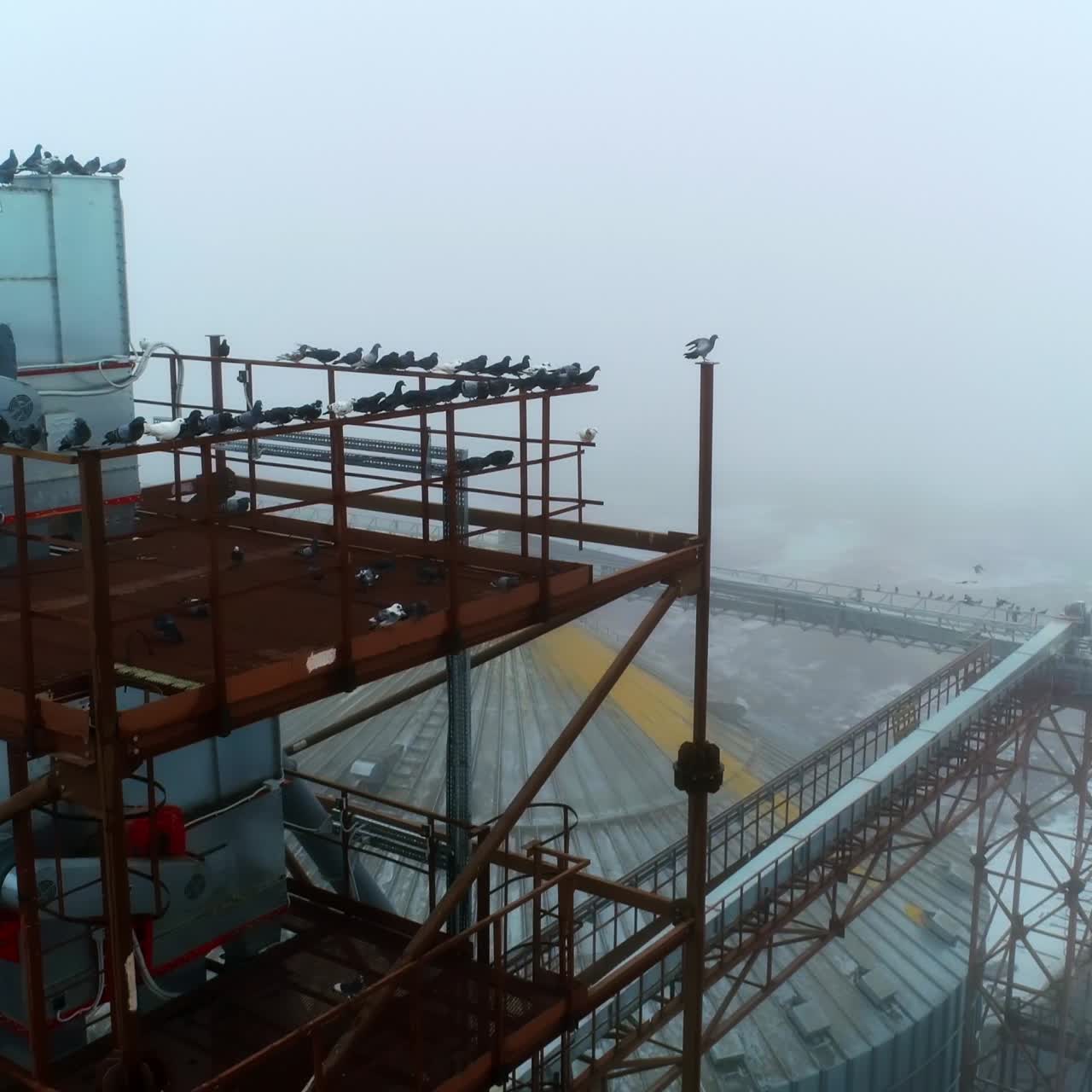 Metal tower with equipment overlooking the huge silo tanks. Flock of pigeon sitting on the rails of the tower. Up-to-date elevator plant area in foggy weather. Circle footage