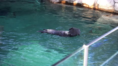 Ein-Einsamer-Seeotter-Schwimmt-Auf-Dem-Rücken-In-Einem-Klaren-Wassergehege,-Entspannt-Und-Spielt-Mit-Einer-Kleinen-Schwarzen-Decke,-Indem-Er-Sie-Auf-Sein-Gesicht-Legt,-Während-Er-Sein-Fell-Rund-Um-Das-Gesicht-Pflegt