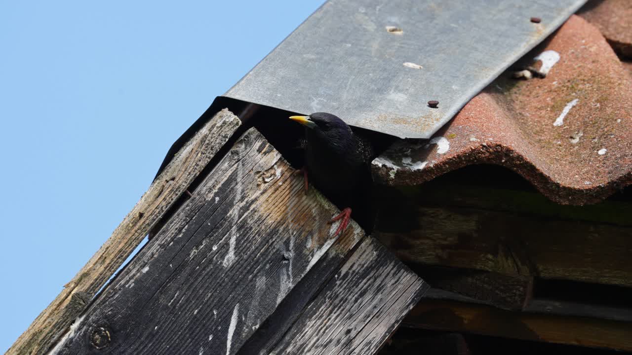 Blackbird perches on rooftop edge singing hiding under clear blue sky on sunny spring day
