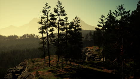 pine tree forests at the base of mountain in sunny day of summer
