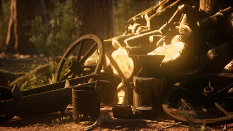 preparation of firewood for the winter in forest at sunset