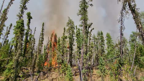 el incendio forestal se extiende rápidamente a los pinos