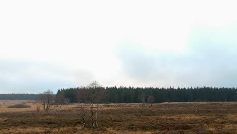 Low-aerial-dolly-push-in-birch-trees-marshland-pine-tree-forest-woods-cloudy-day