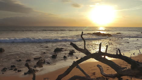 sunset beach with driftwood