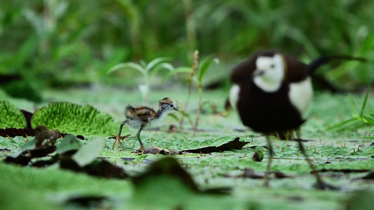 Un maschio adulto di jacana dalla coda di fagiano si posa con grazia su foglie verdi galleggianti per unirsi al suo piccolo pulcino nella ricerca di cibo