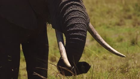 slow motion shot of close shot of elephant turnk feeding on tall grass in lush savanna landscape, african wildlife in maasai mara national reserve, kenya, africa safari animals in masai mara