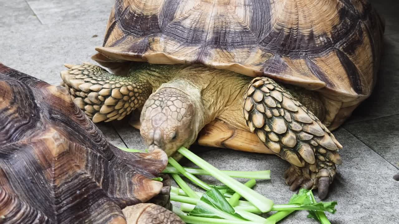 Giant Tortoises Eating Vegetables