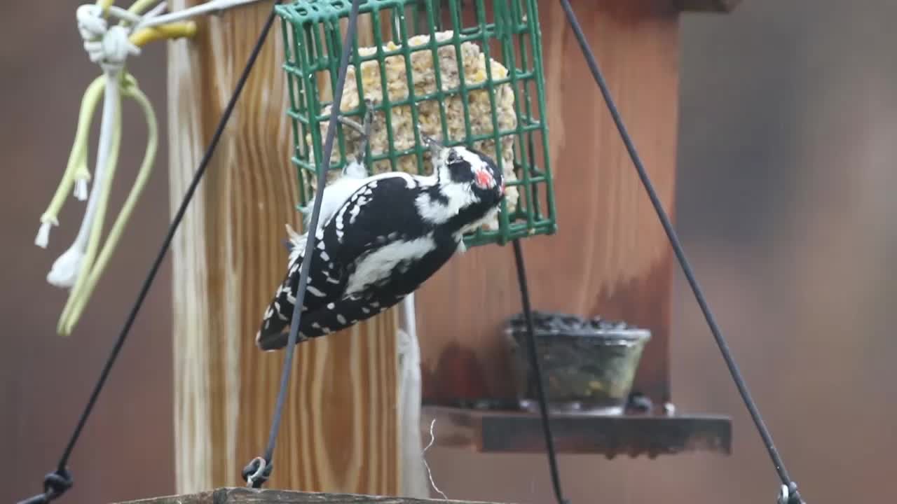 woodpecker feeding at suet feeder. pecking away at soft food.