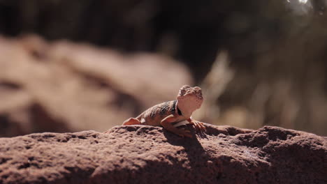 Eidechse-Genießt-Die-Sonne-Auf-Felsen-Im-Zion-nationalpark