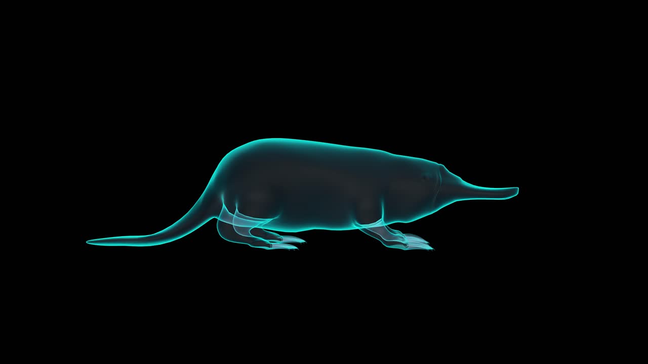중국인이 먹는 야생 동물의 엑스레이