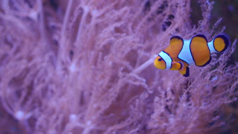 clownfish hovers near pink reef