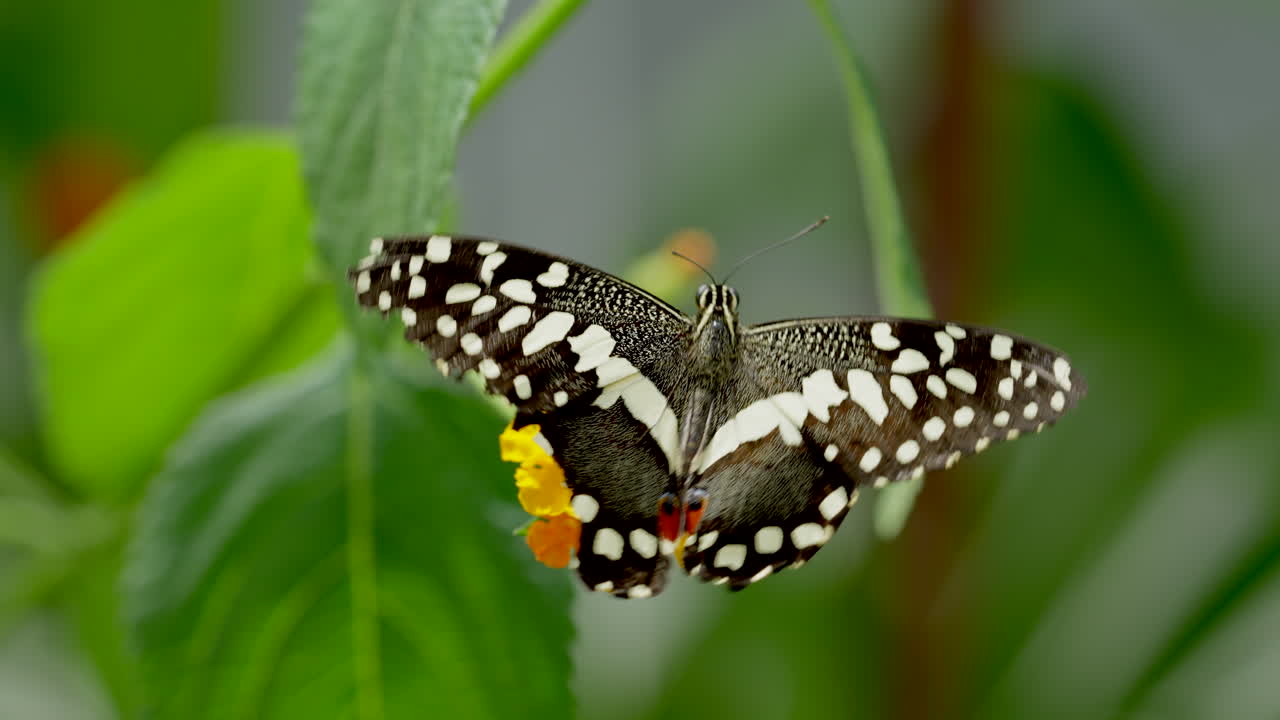 Specie di farfalla con ali nere e punti bianchi che raccoglie nettare con le zampe, 4K.
