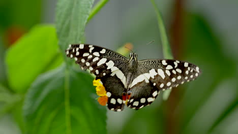 butterfly species with black wings and white dots collecting nectar with legs,4k