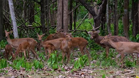 the eld's deer is an endangered species due to habitat loss and hunting