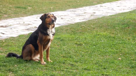 dog sitting in a park